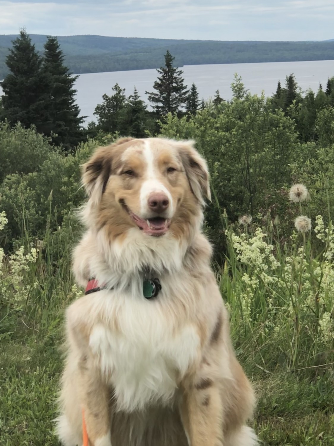 Dog in Field