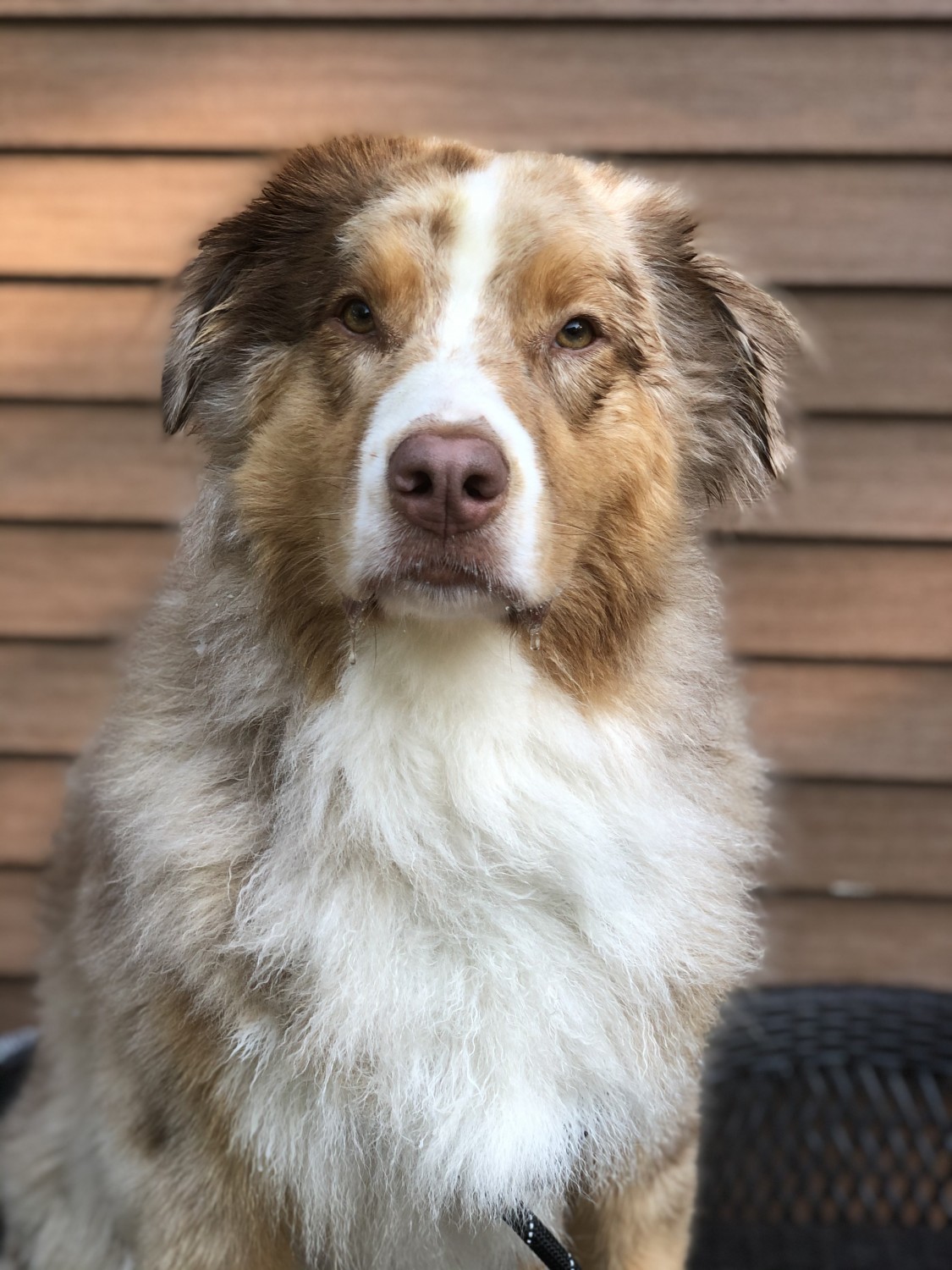 Dog Next to Building