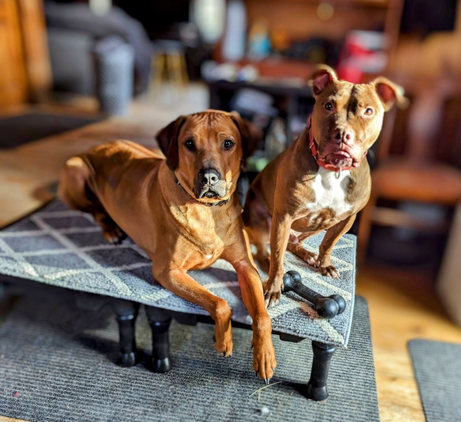 Two dogs sitting on a dog bed