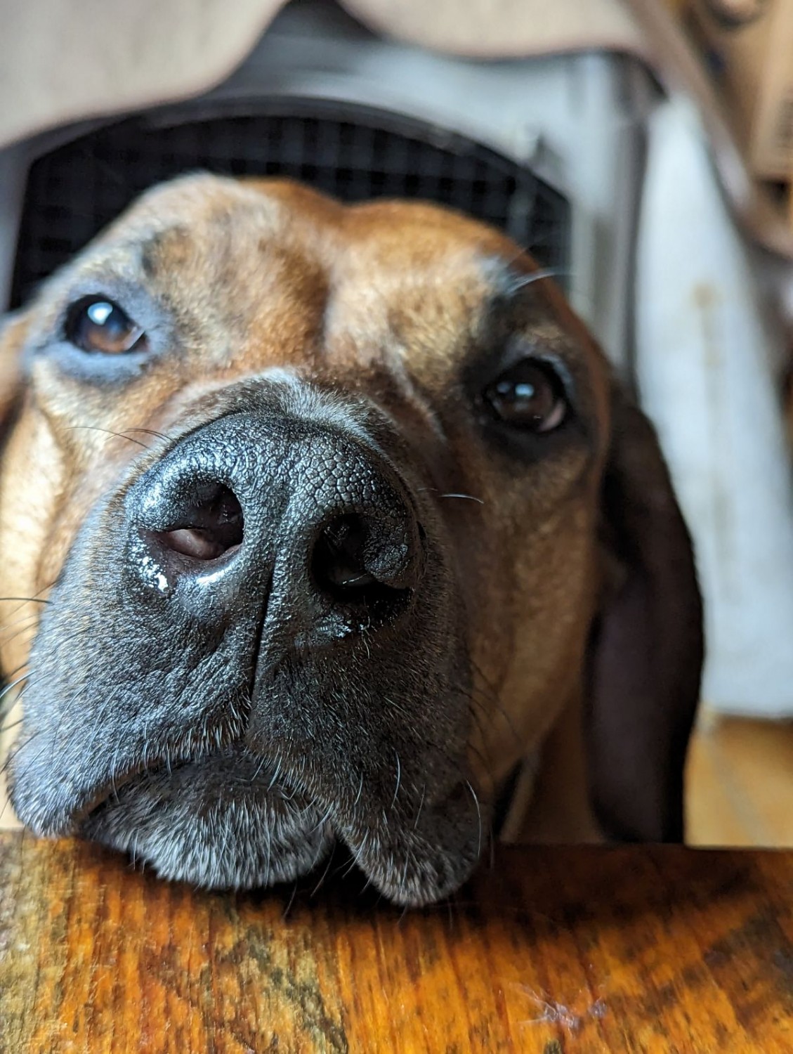 Dog laying on wooden floor